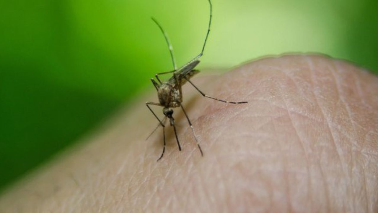 La OMS declara a Egipto país libre de malaria tras un siglo de labores de erradicación