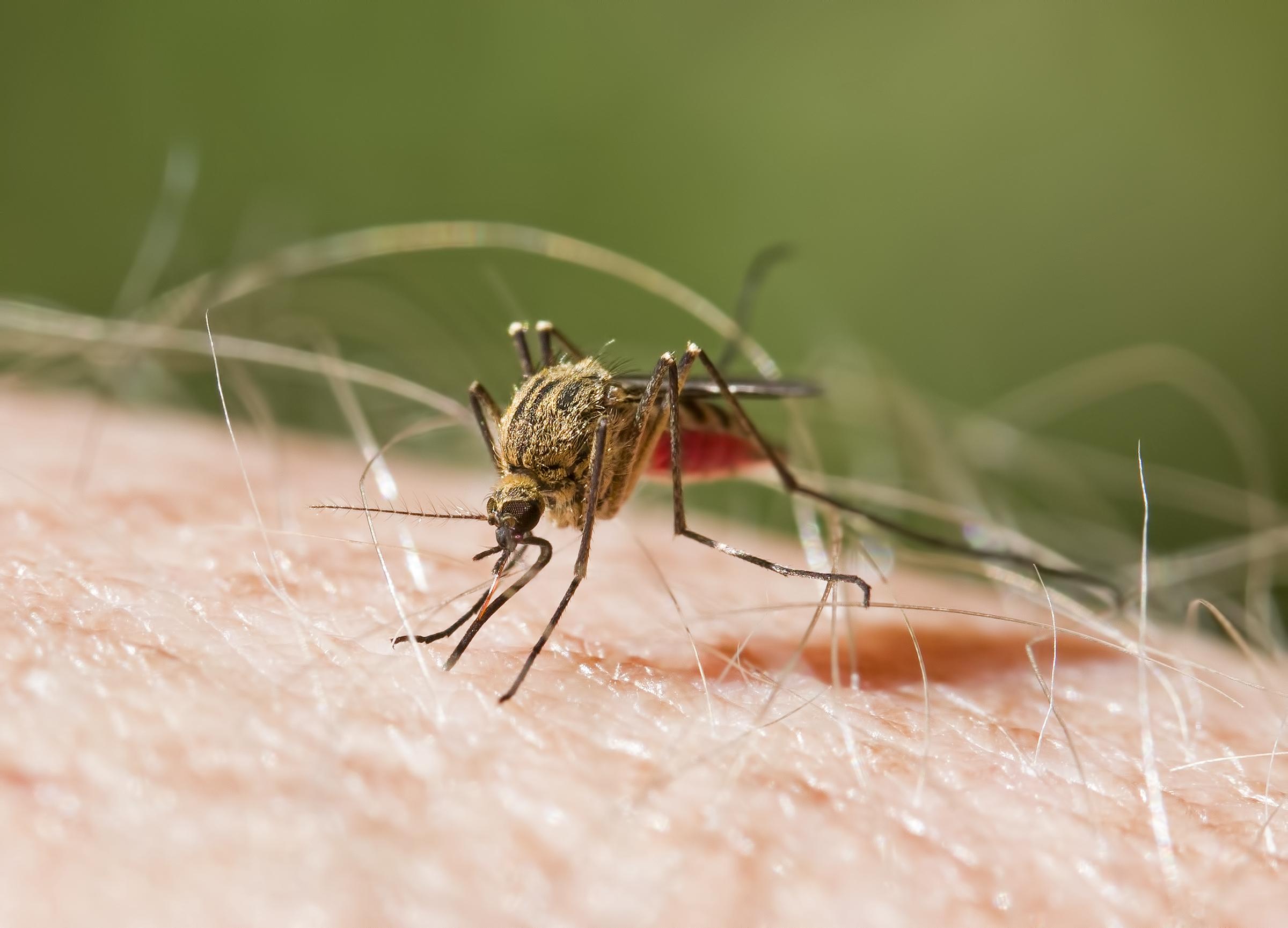 Casos de malaria se triplican en lo que va del año; SD está entre la zonas más afectadas