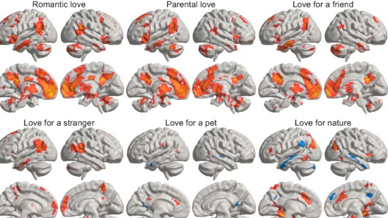 Un estudio revela cómo seis tipos de amor activan diferentes regiones del cerebro