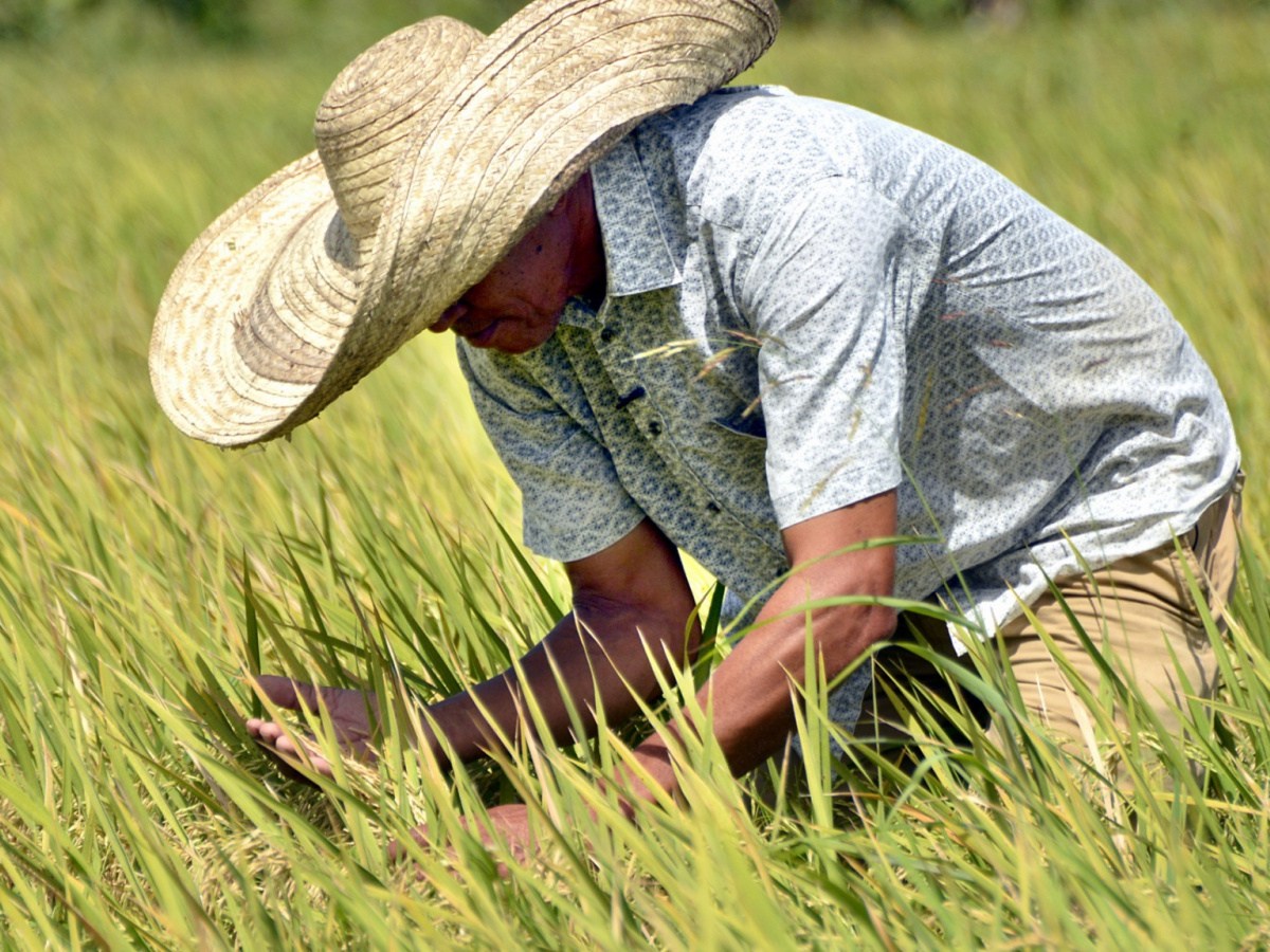 RD dentro de las naciones que apoyan el sector agropecuario, según informe