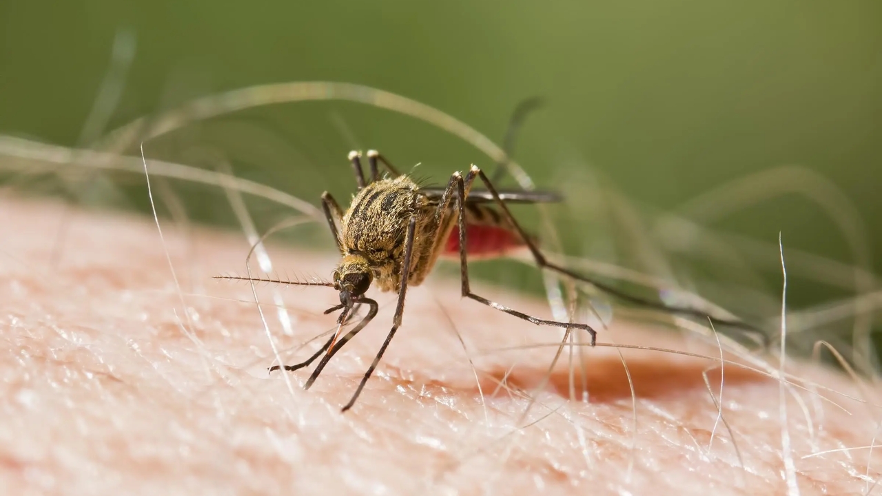 Temen que lluvias desaten un brote de malaria