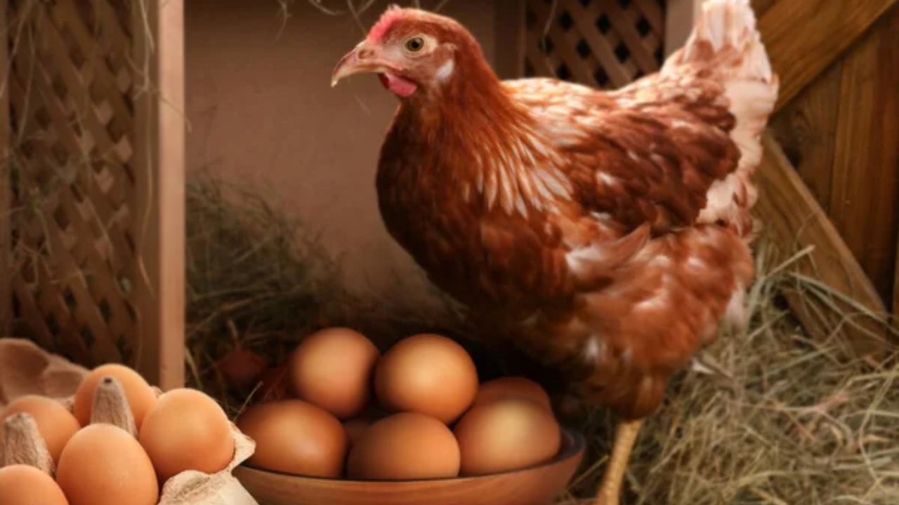 ¿Fue primero el huevo o la gallina? Un estudio científico tiene la respuesta