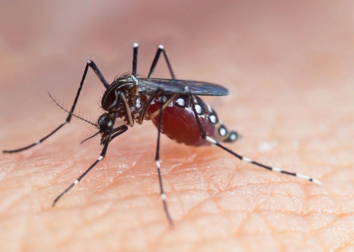 OPS destaca aumento de casos de dengue, Oropouche y gripe aviar en las Américas 